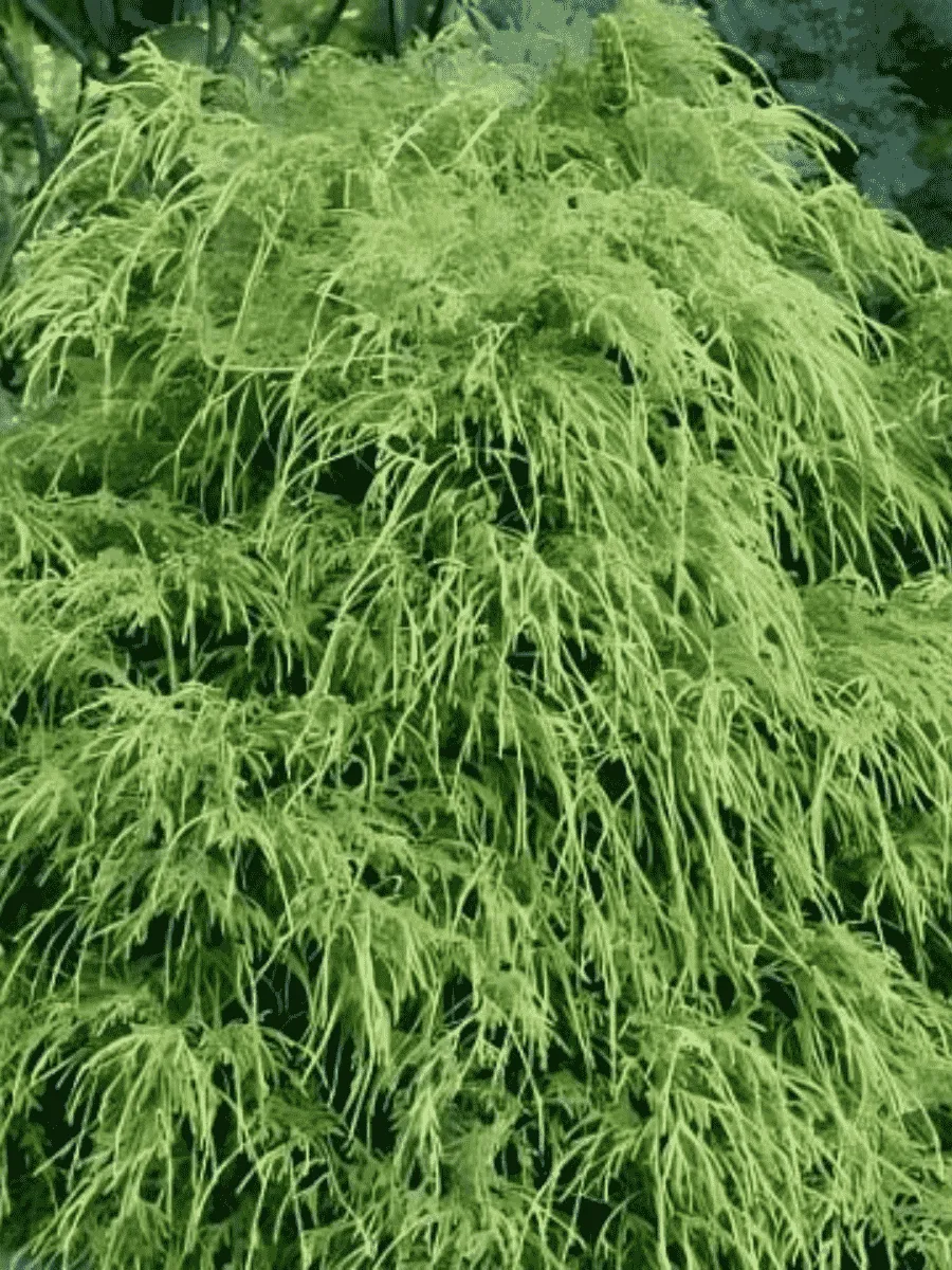 Кипарисовик горохоплодный Filifera Nana