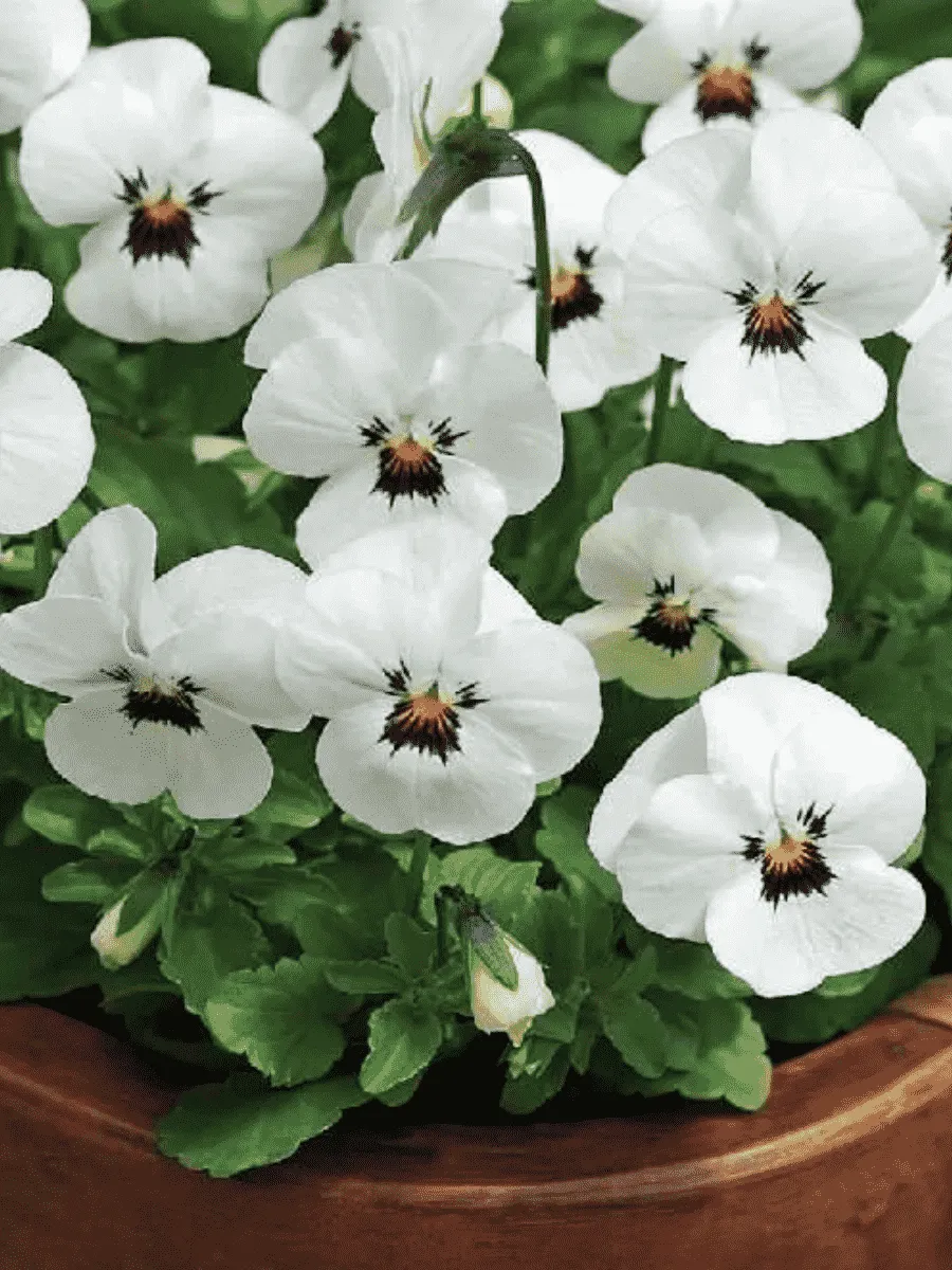 Виола рогатая  Sorbet XP White Blotch