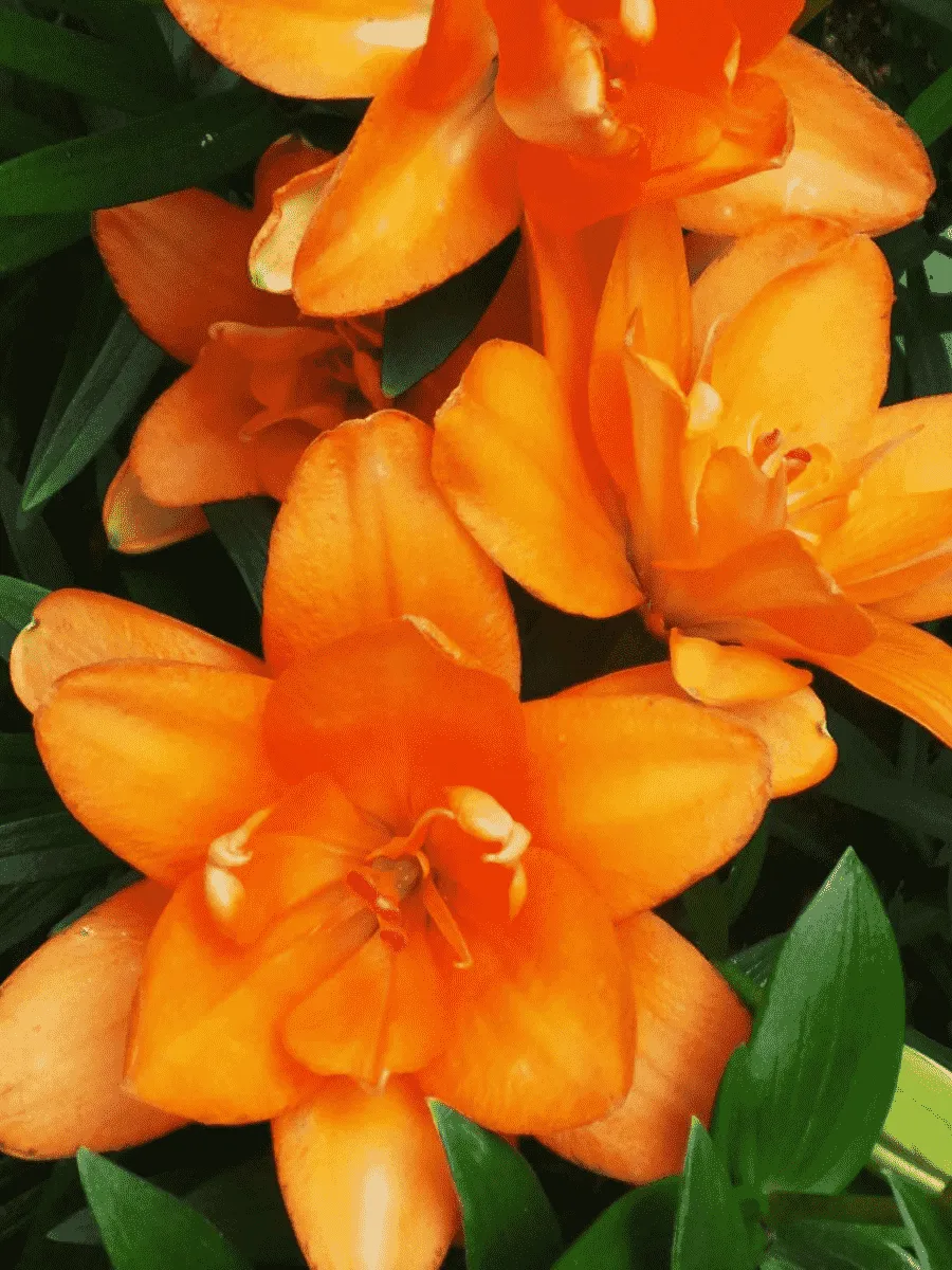 Лилия Tiny Double You