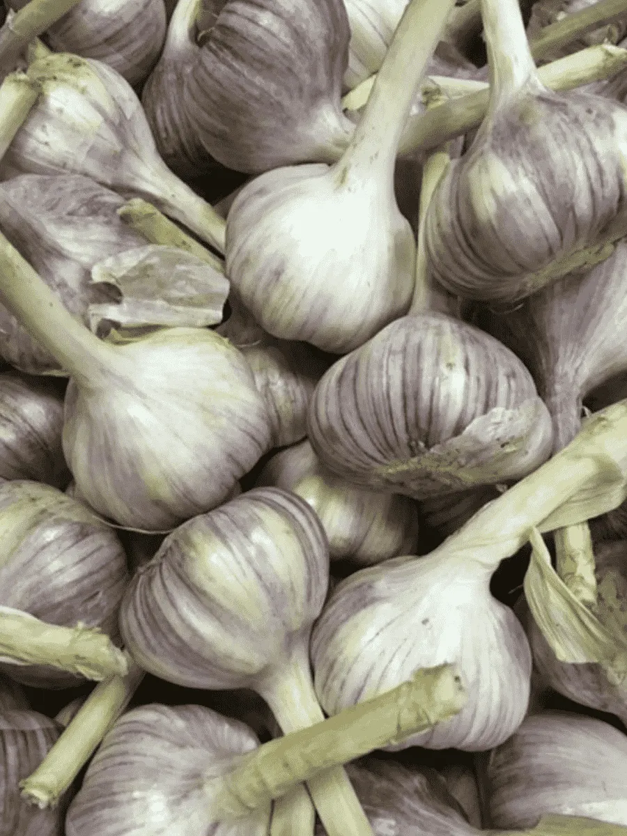 Чеснок Озимый Добрыня