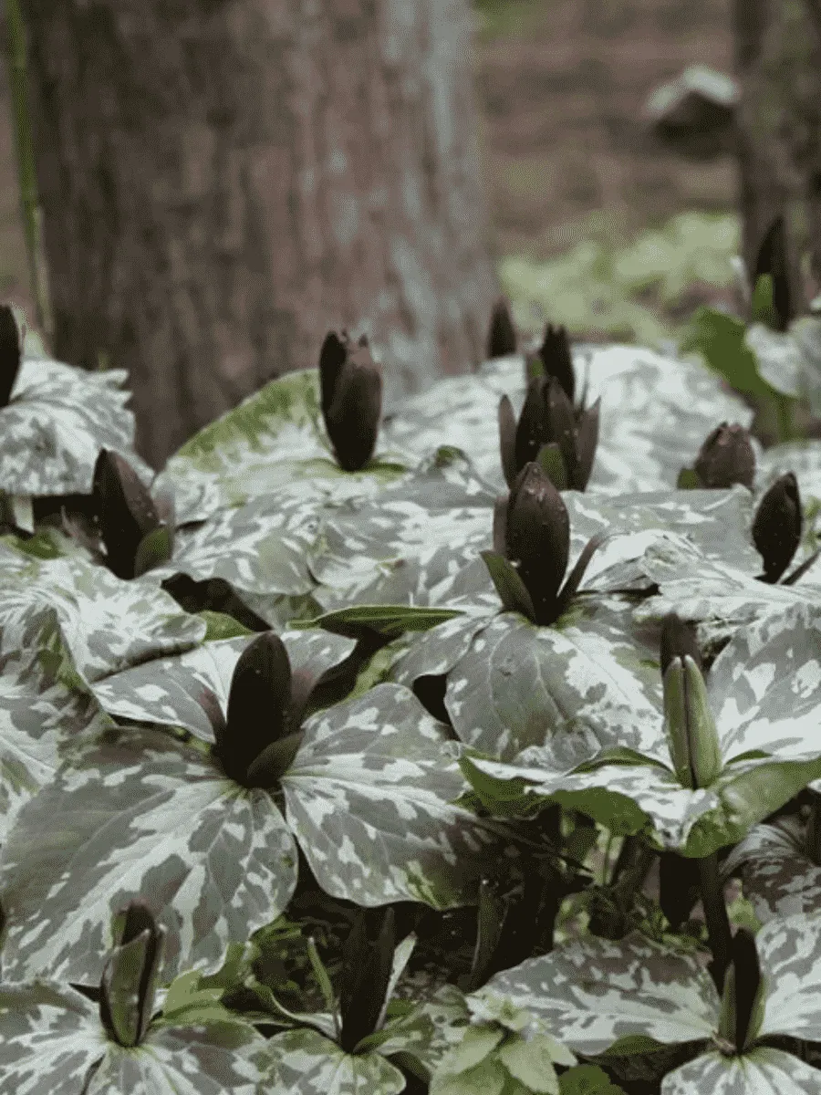 Триллиум клиновидный