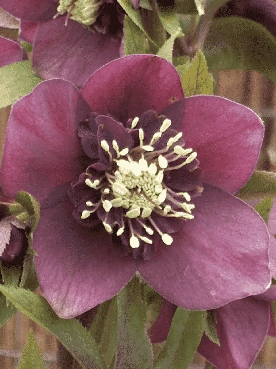 Морозник восточный Pretty Ellen Red