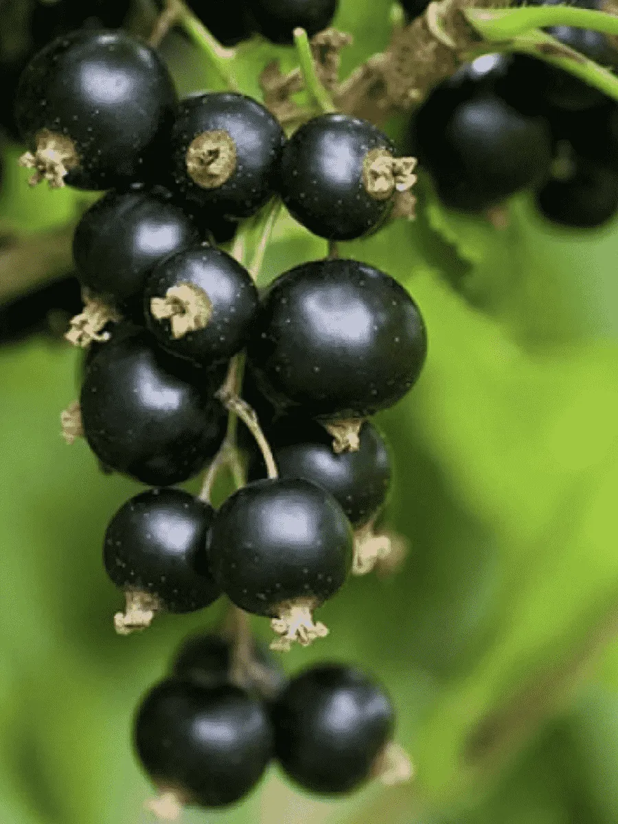 Смородина черная Наслаждение