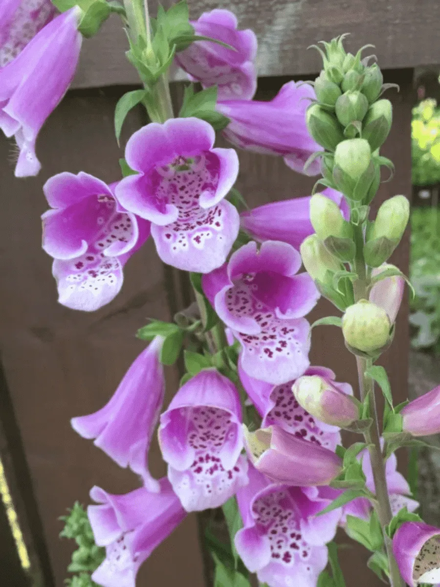 Наперстянка пурпурная Dalmatian Rose