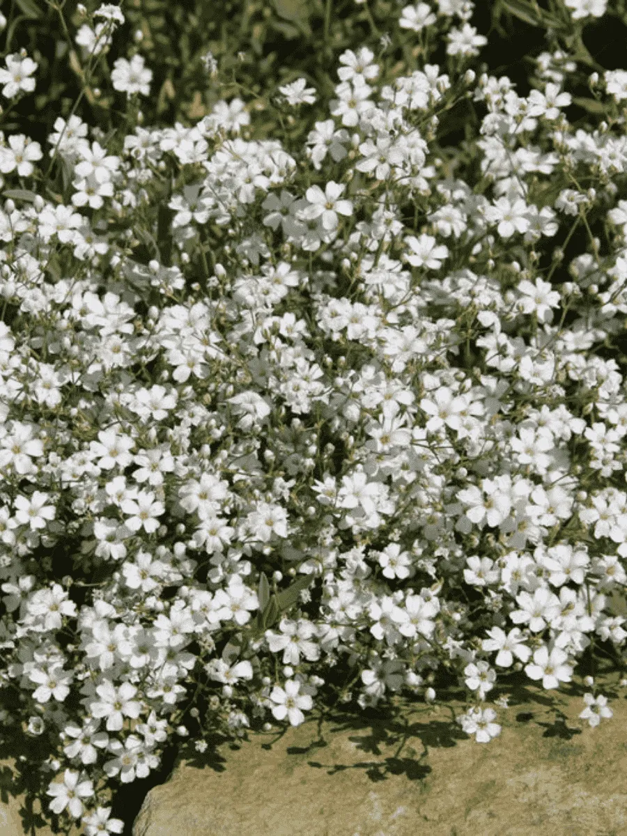 Гипсофила ползучая