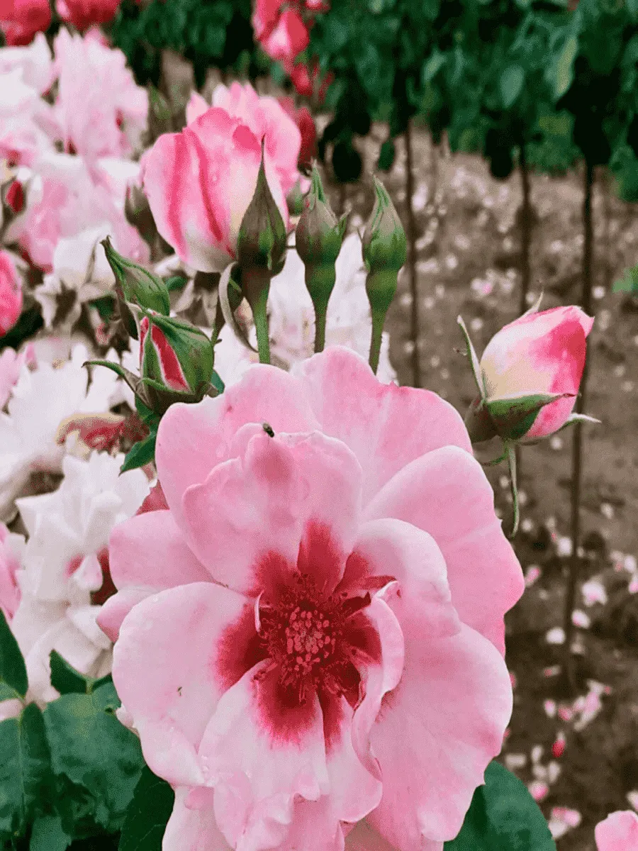 Роза Гибридная Bright Eyes