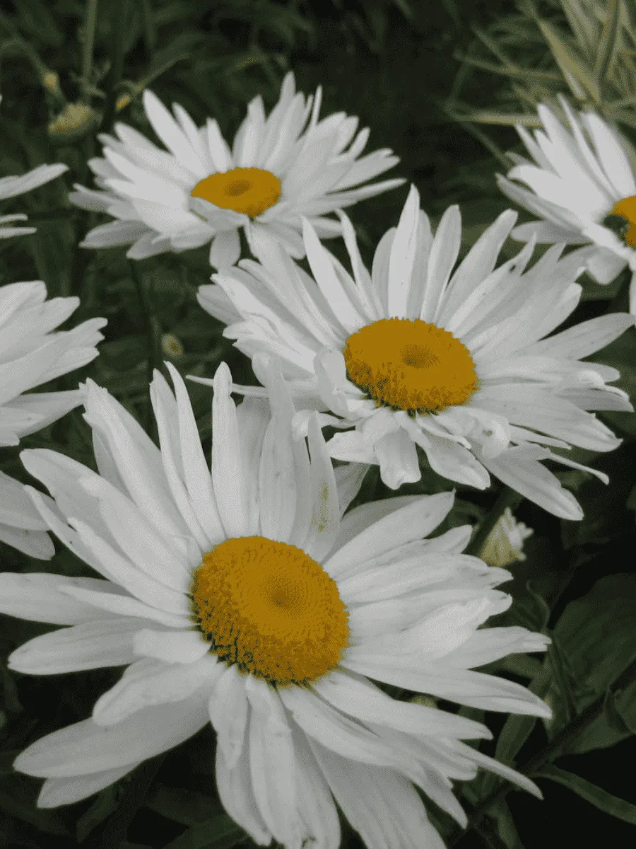 Нивяник наибольший Alaska