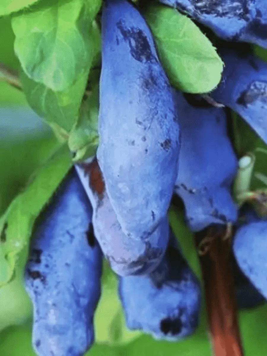 Жимолость плодовая Дочь Великана