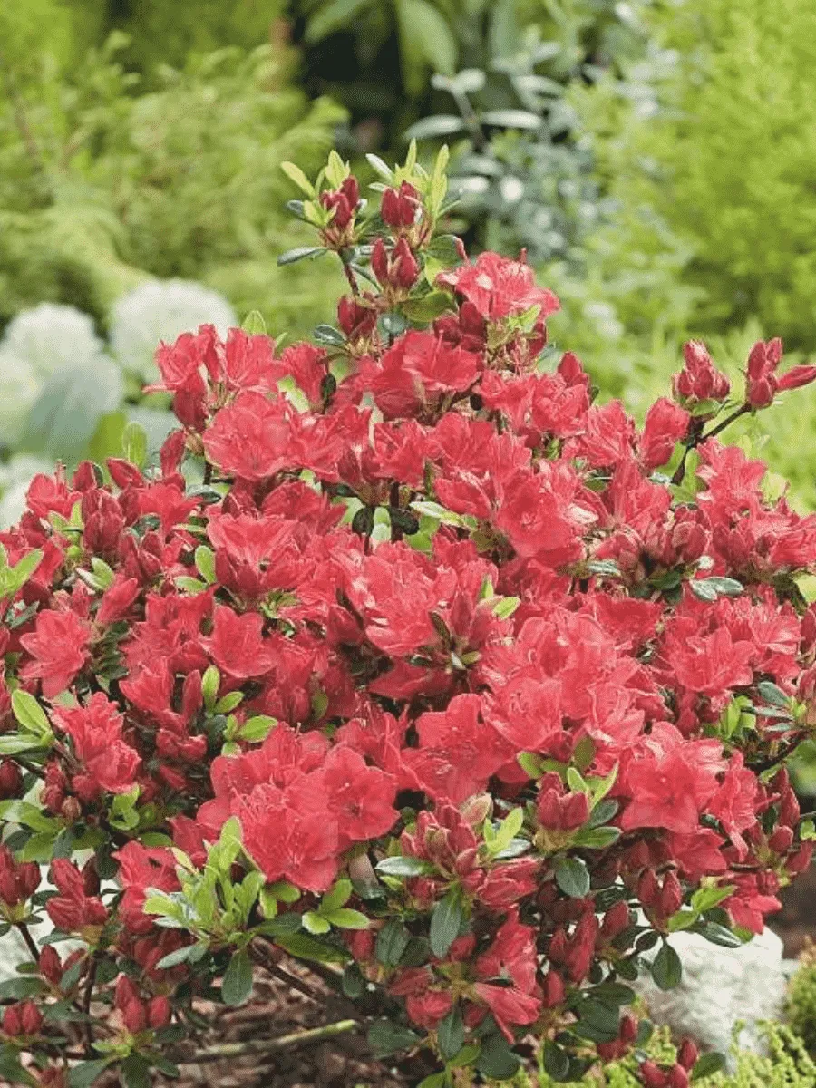 Рододендрон тупой Fridoline