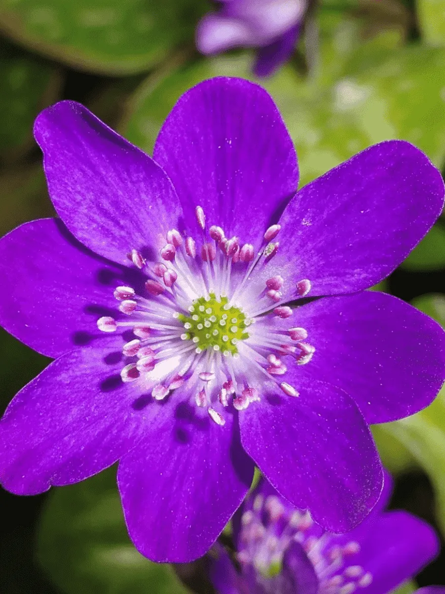 Печеночница японская Purple Forest Hybrids