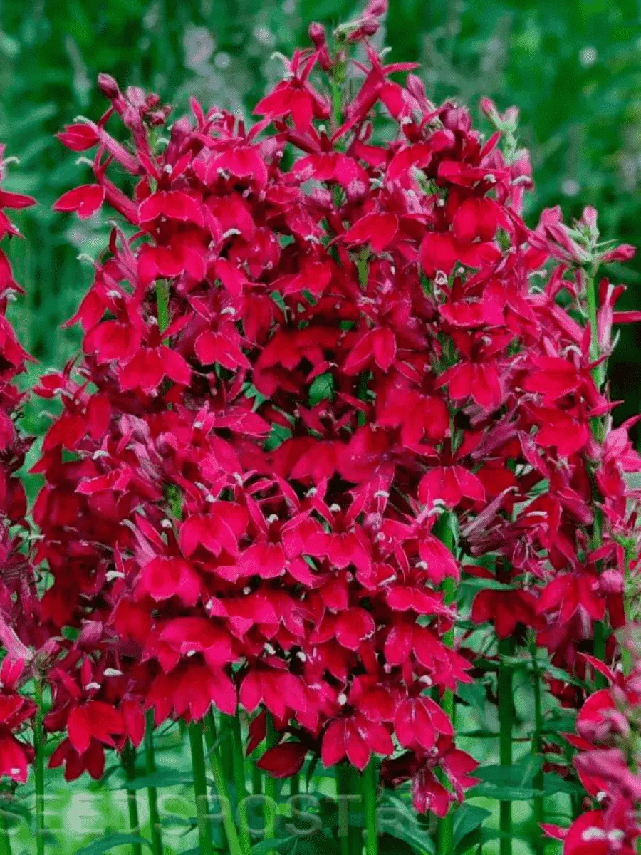 Лобелия прекрасная Starship Burgundy