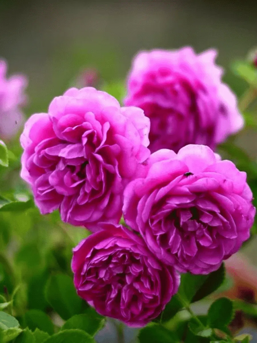 Роза чайно-гибридная Melina