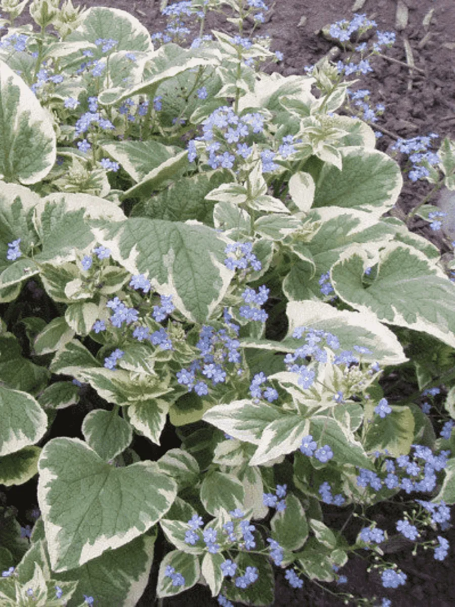 Бруннера крупнолистная Variegata