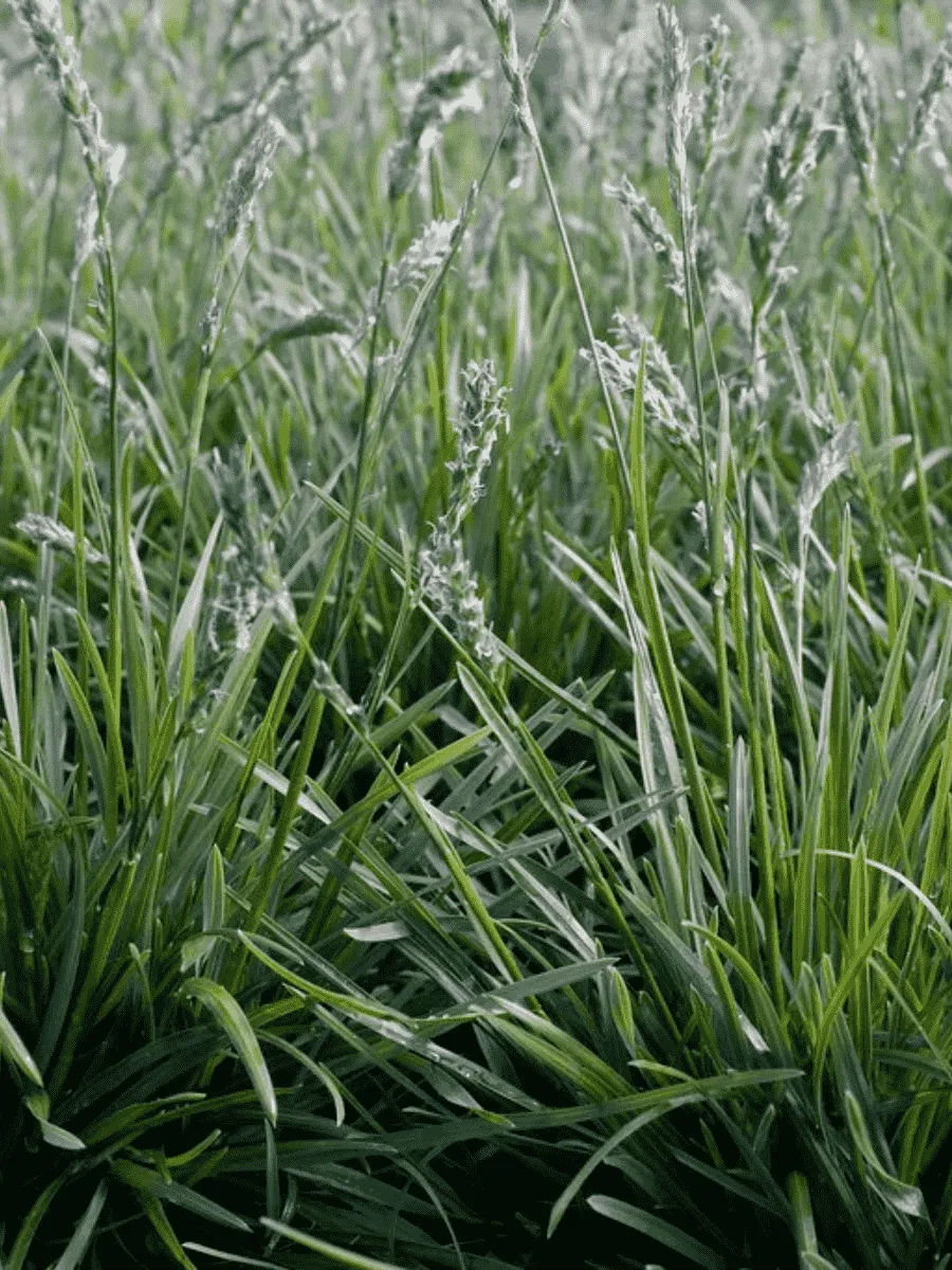 Сеслерия Greenlee Hybrid