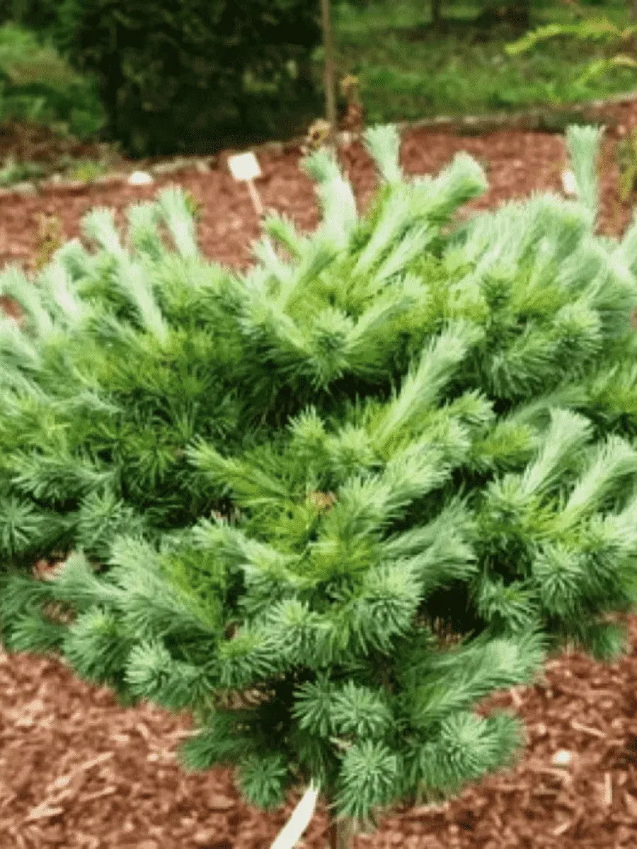 Лиственница кемпфера Cupido