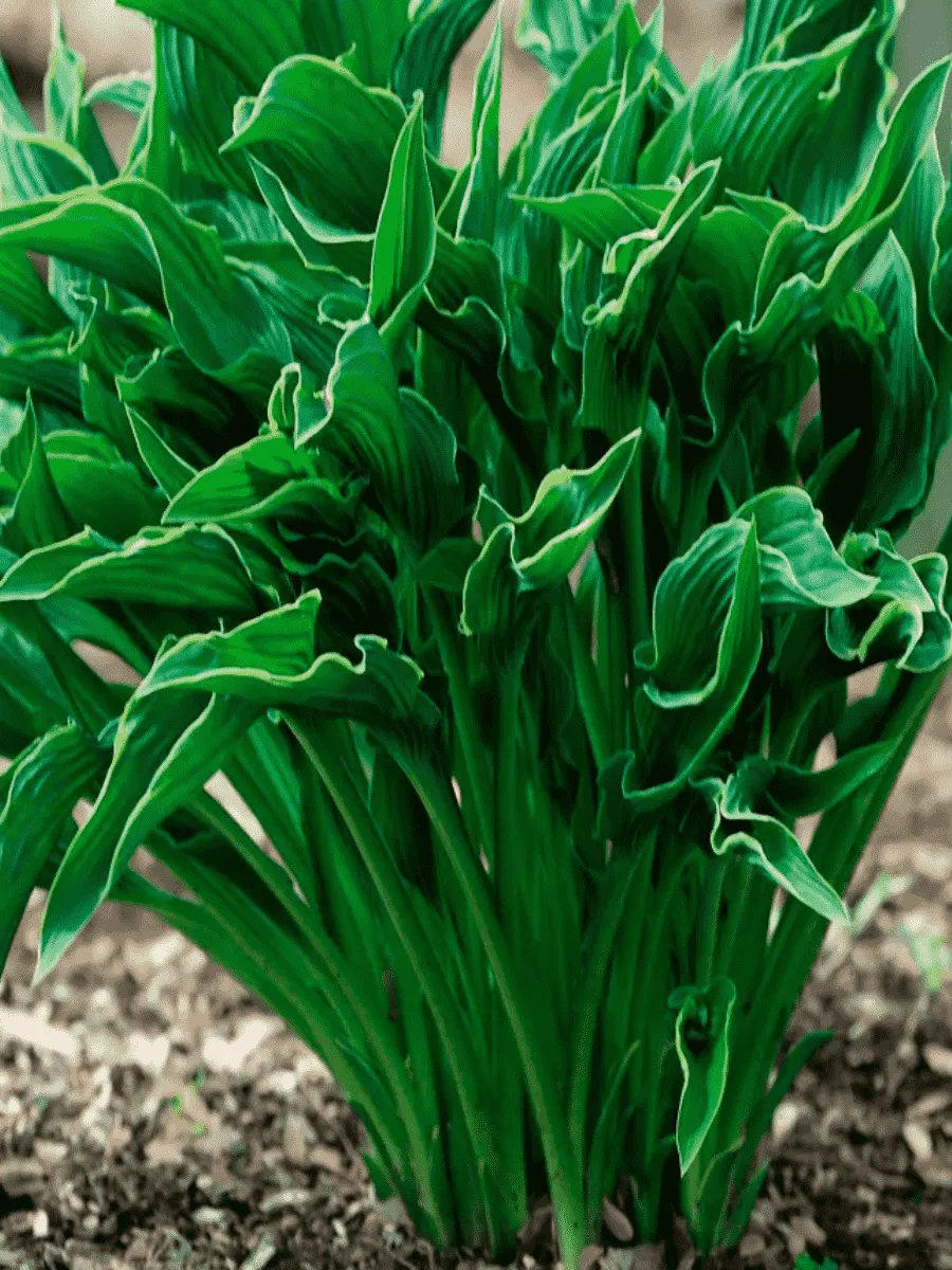 Хоста Praying Hands