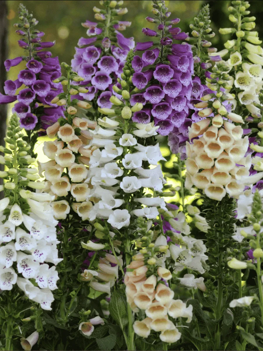 Наперстянка пурпурная Dalmatian Mix