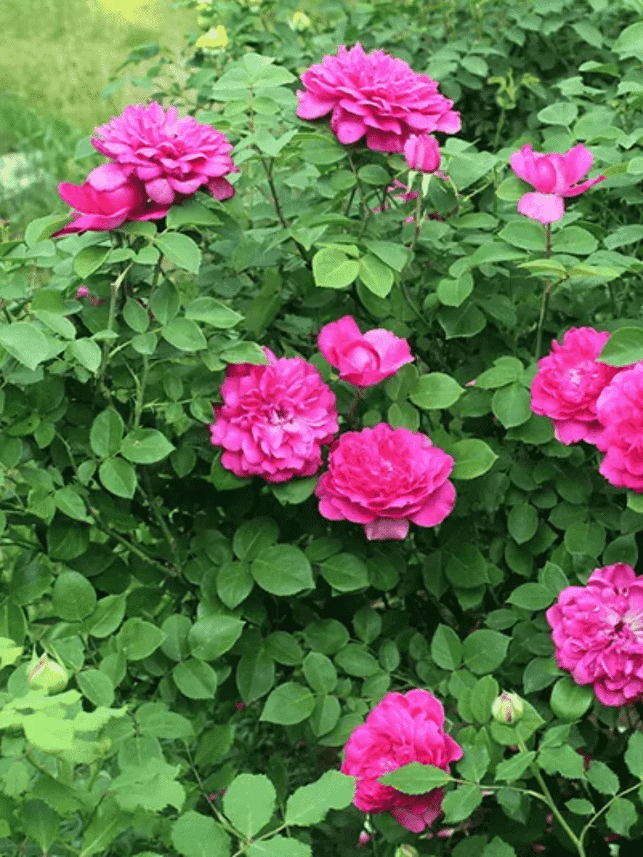 Роза Английская кустовая Sophy's Rose