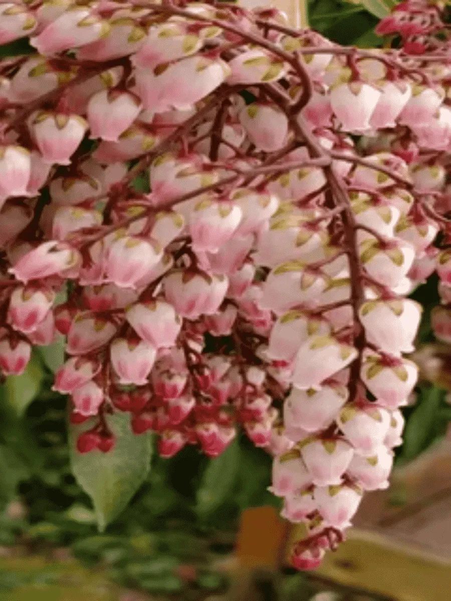 Пиерис японский Boltman’s Pink