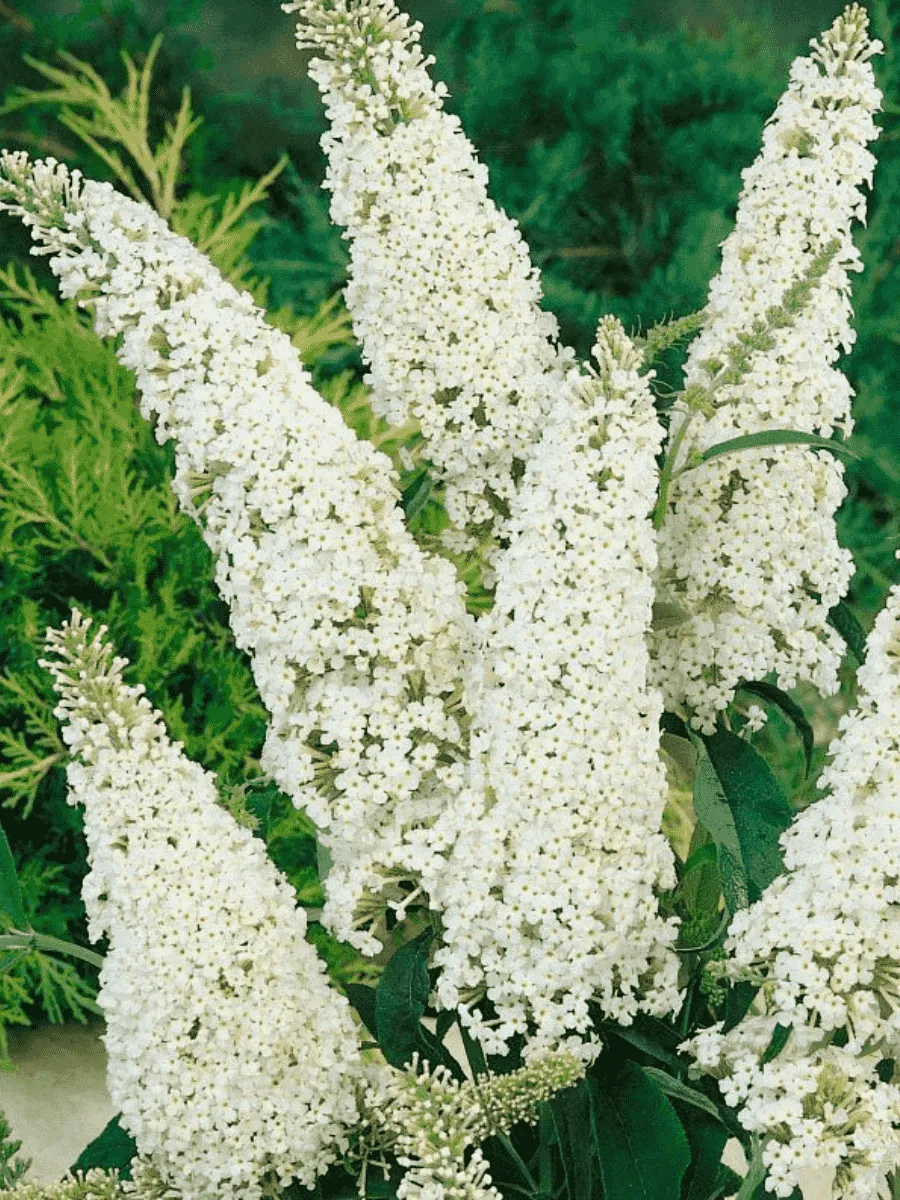 Буддлея давида White Profusion