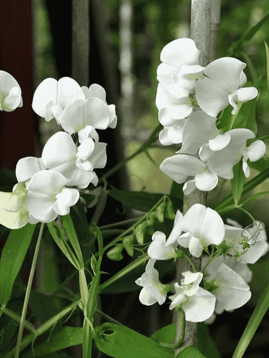 Чина широколистная White Pearl