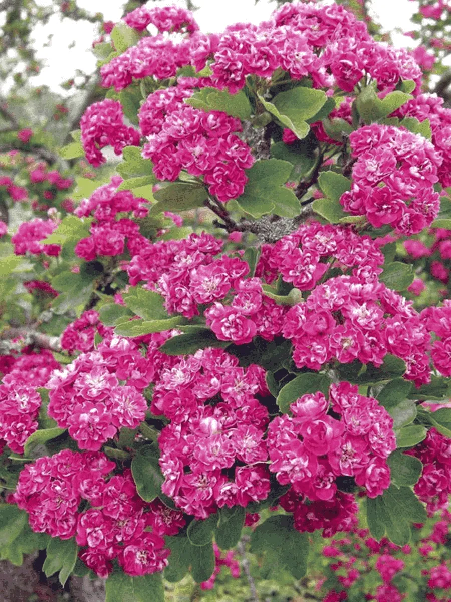 Боярышник обыкновенный Paul's Scarlet