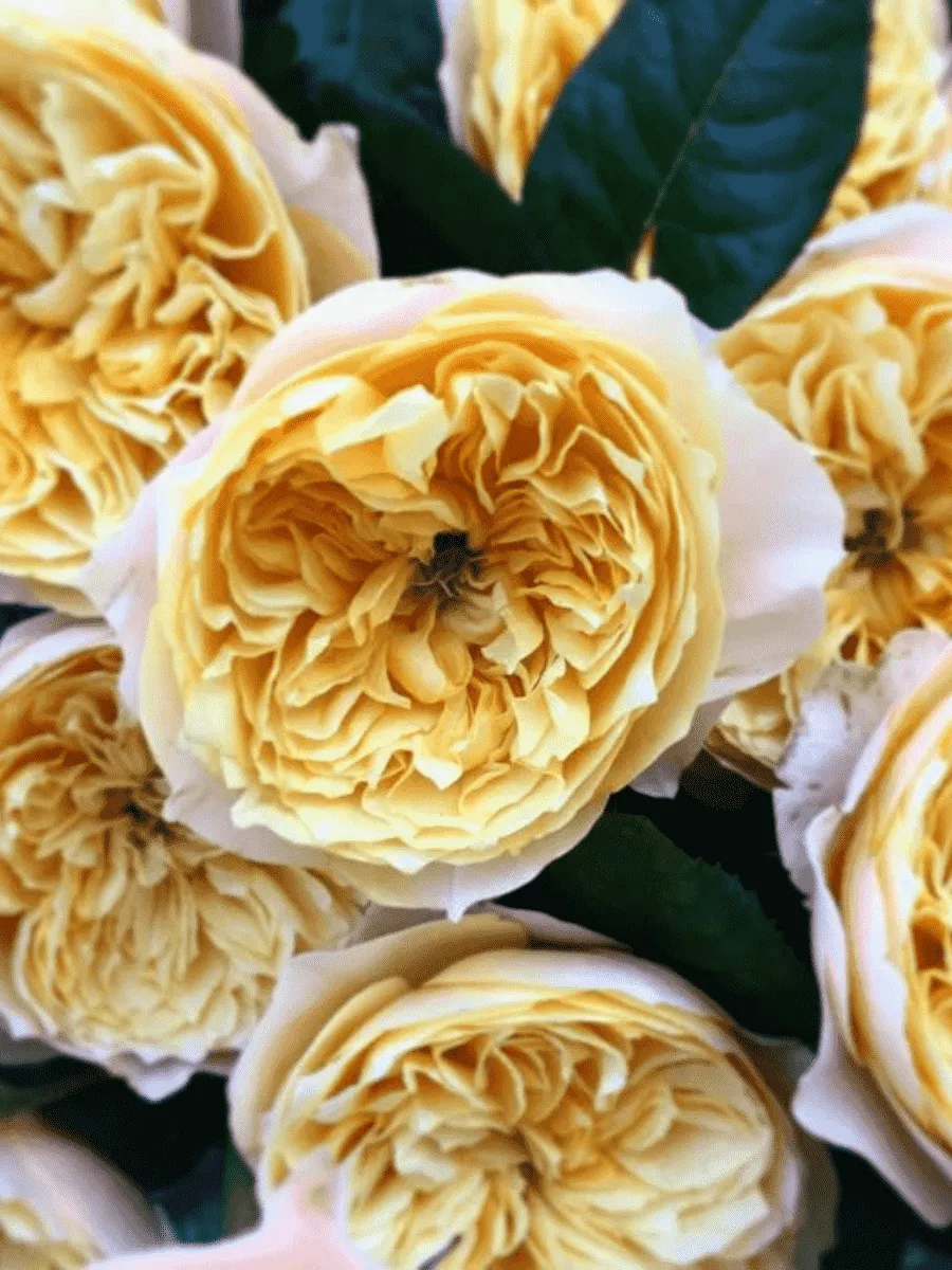 Роза чайно-гибридная Vuvuzela Lime