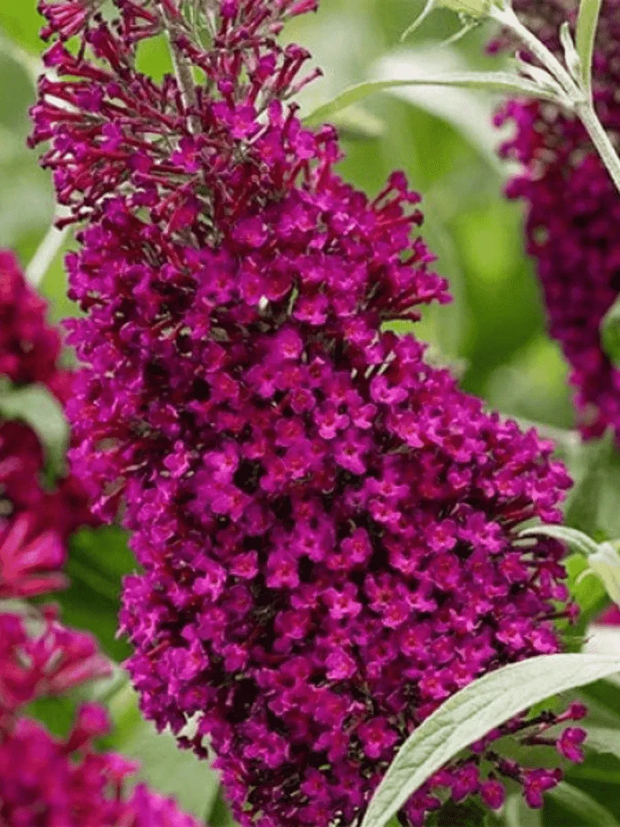 Буддлея давида  Fascinating