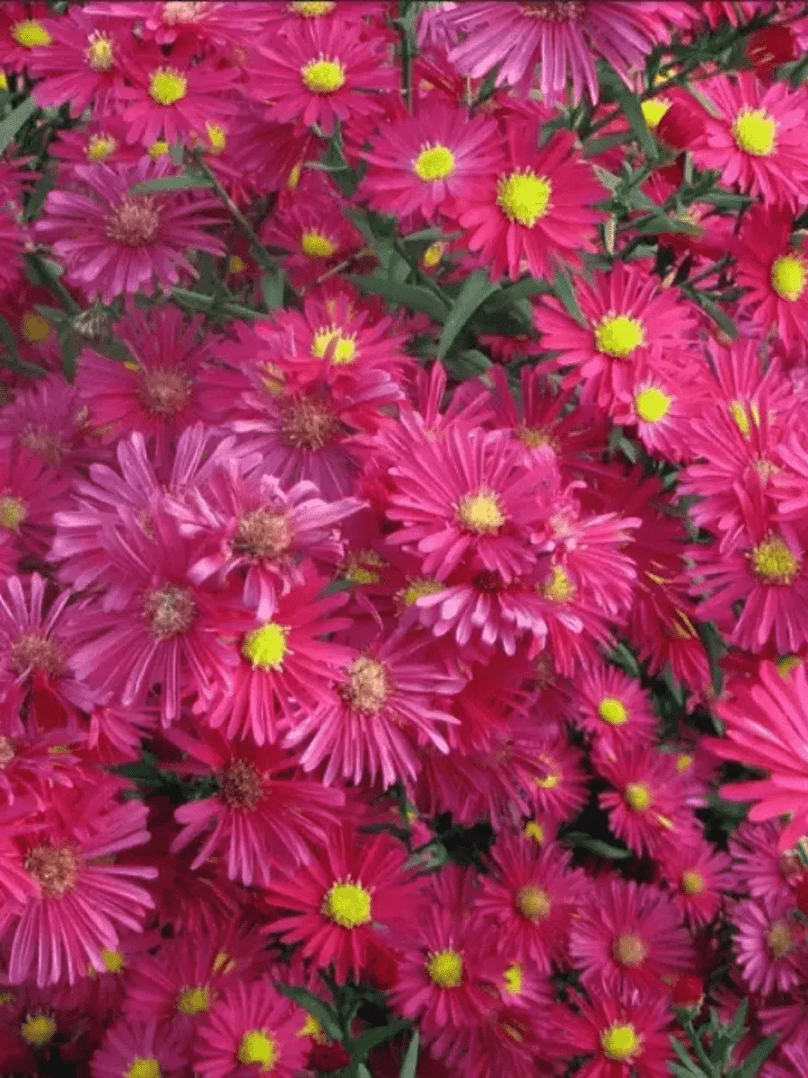 Астра ново-бельгийская Winston Churchill