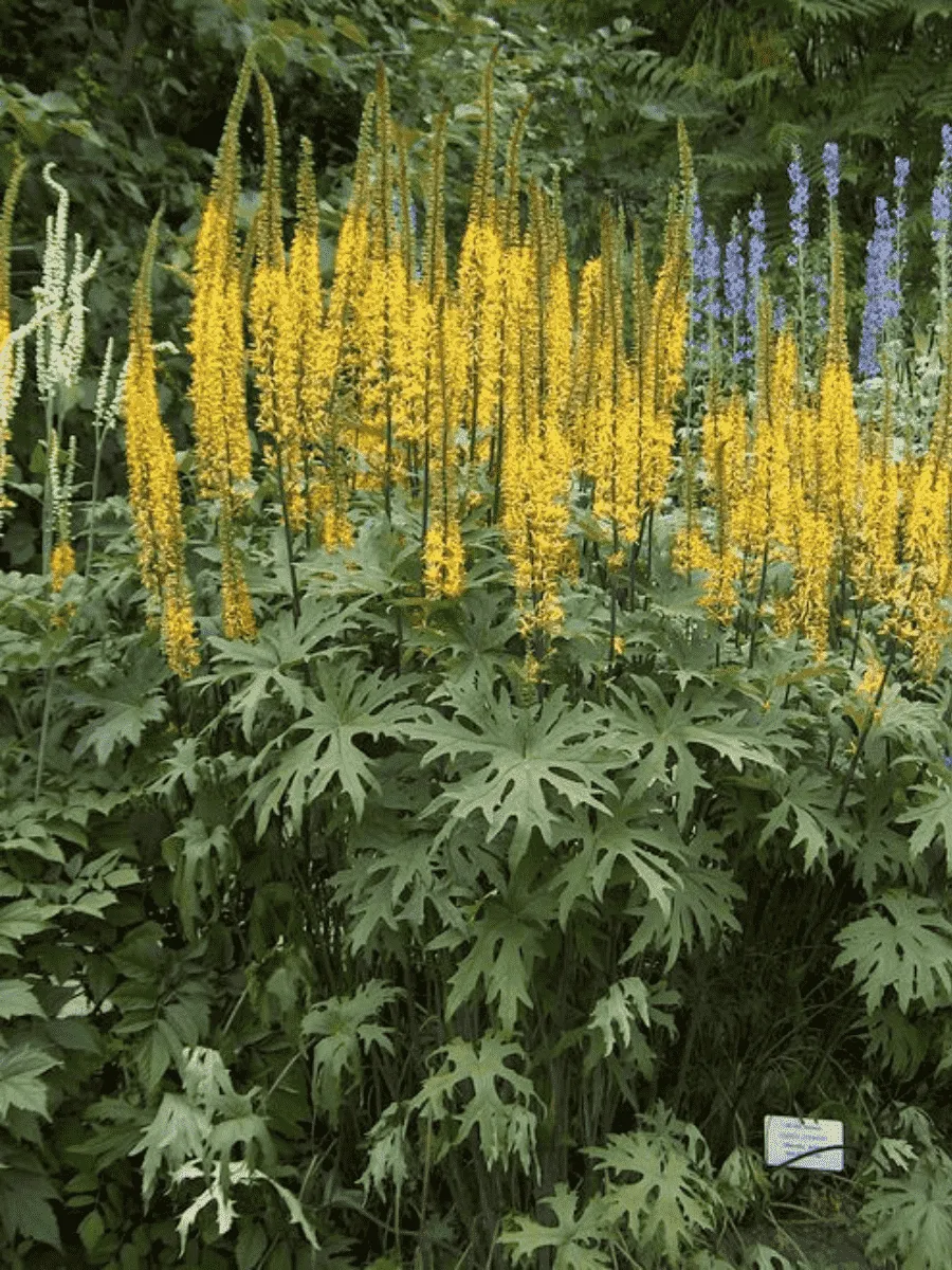 Бузульник Пржевальского