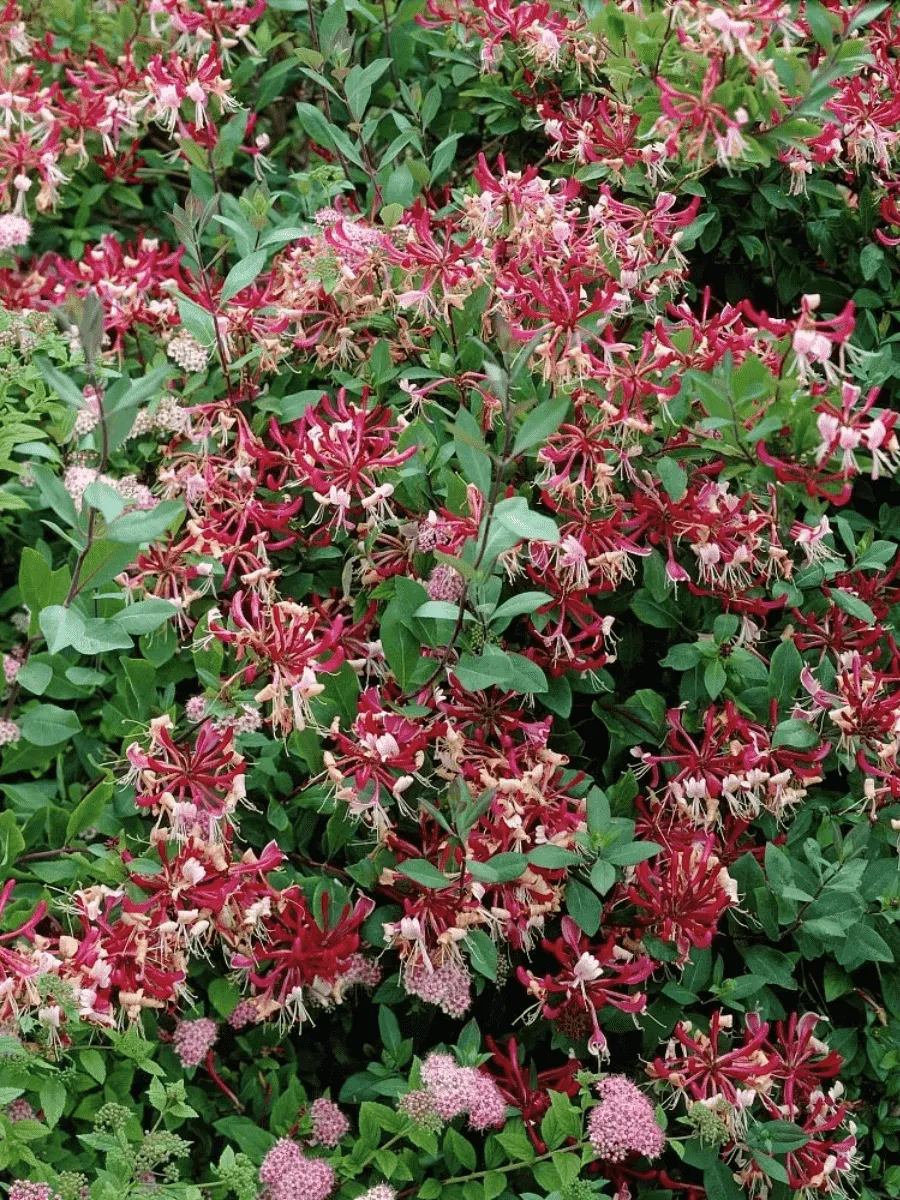 Жимолость Belgica Select