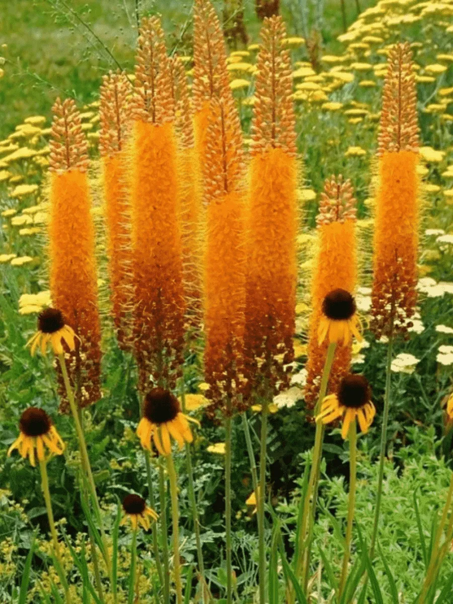 Эремурус Rumba