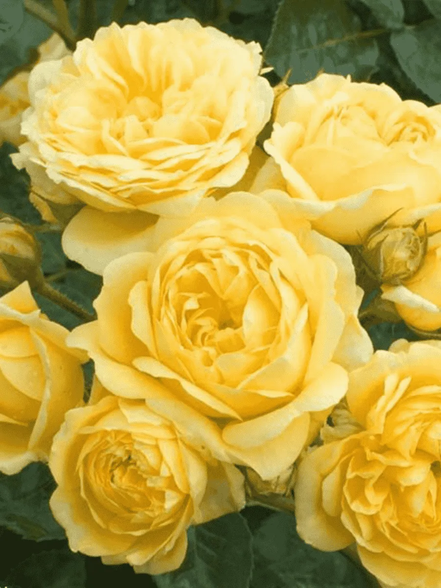 Роза Кустовая Yellow Meilove