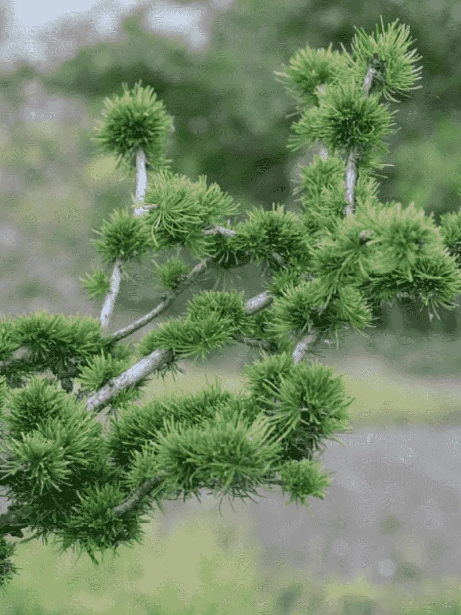 Лиственница европейская Krejci