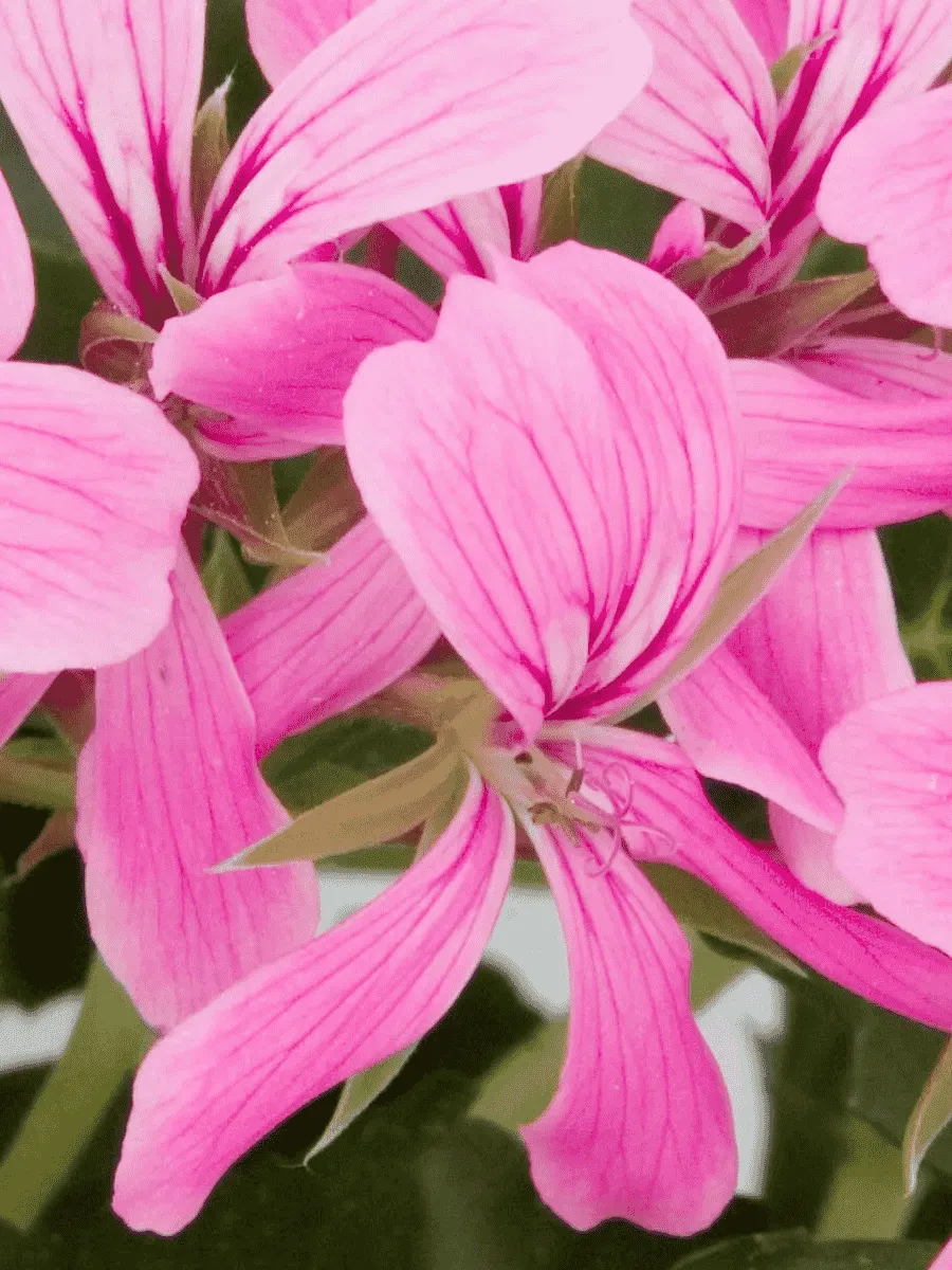 Пеларгония плющелистная Decora Lilac