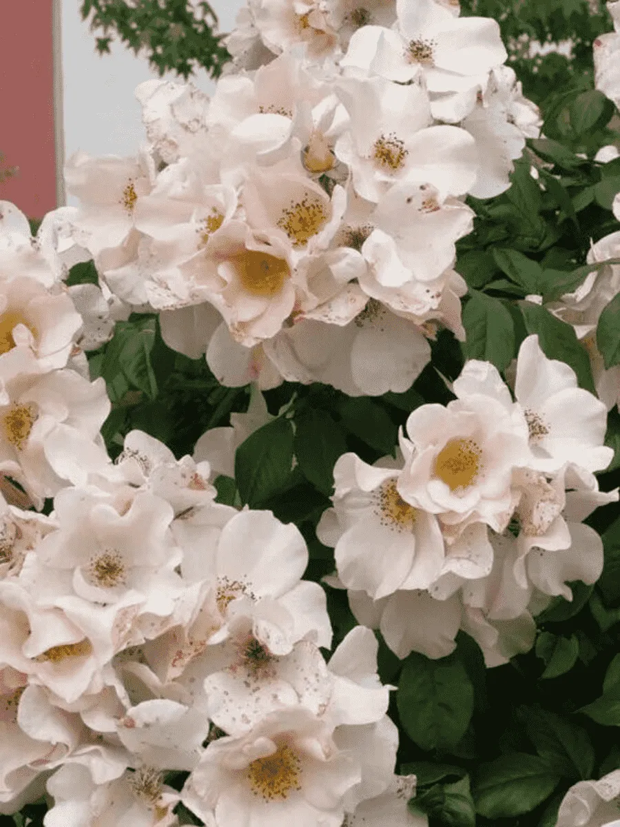 Роза кустовая Sally Holmes