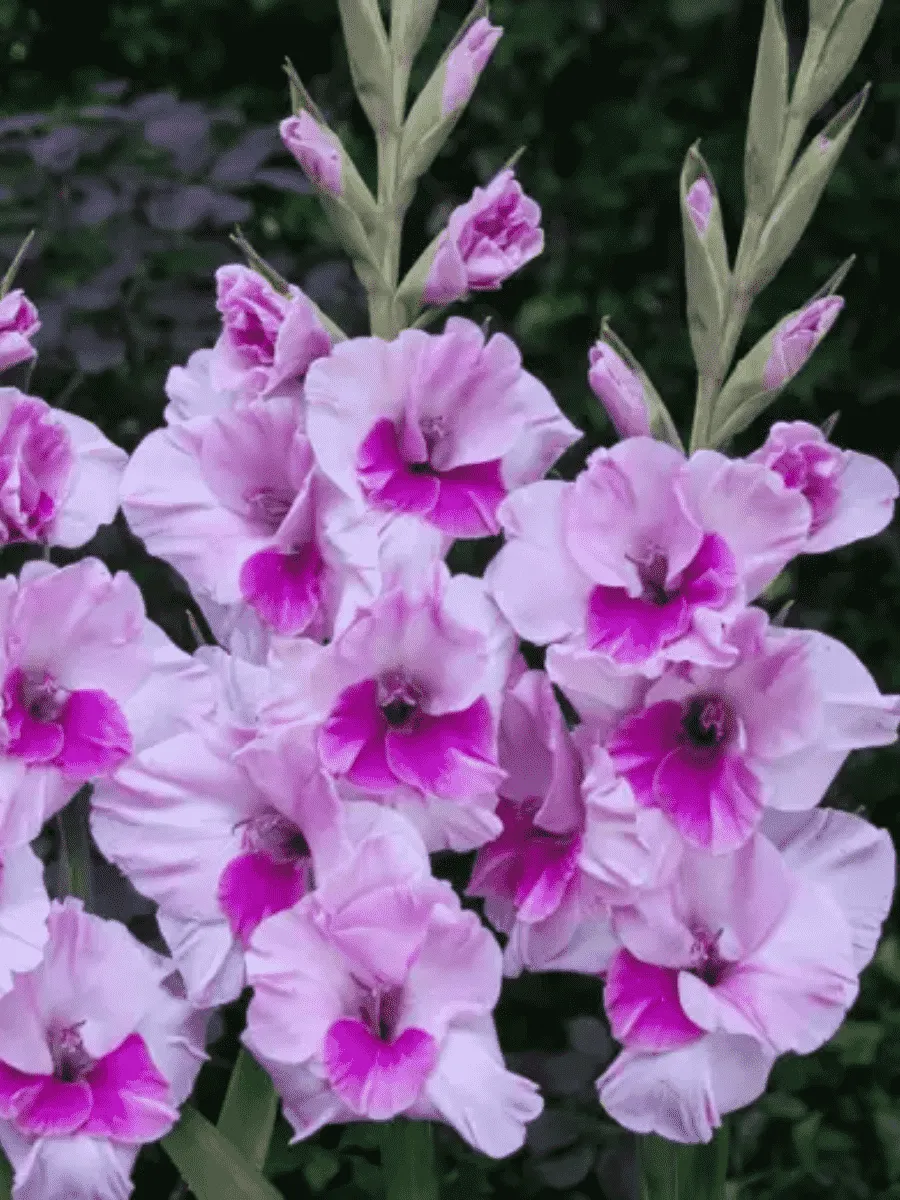 Гладиолус Sacramento