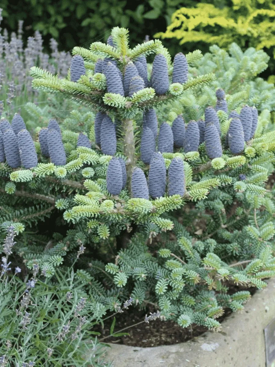 Пихта корейская  Blue Emperor