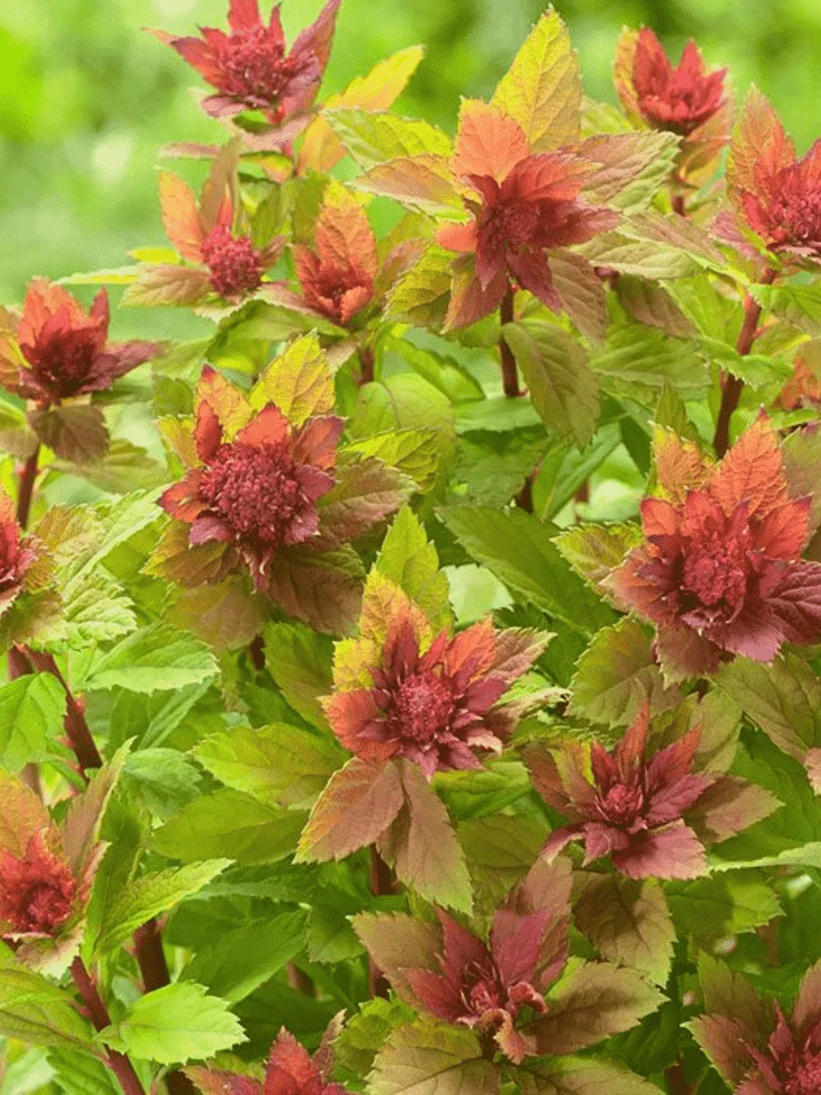 Спирея японская Sparkling Champagne