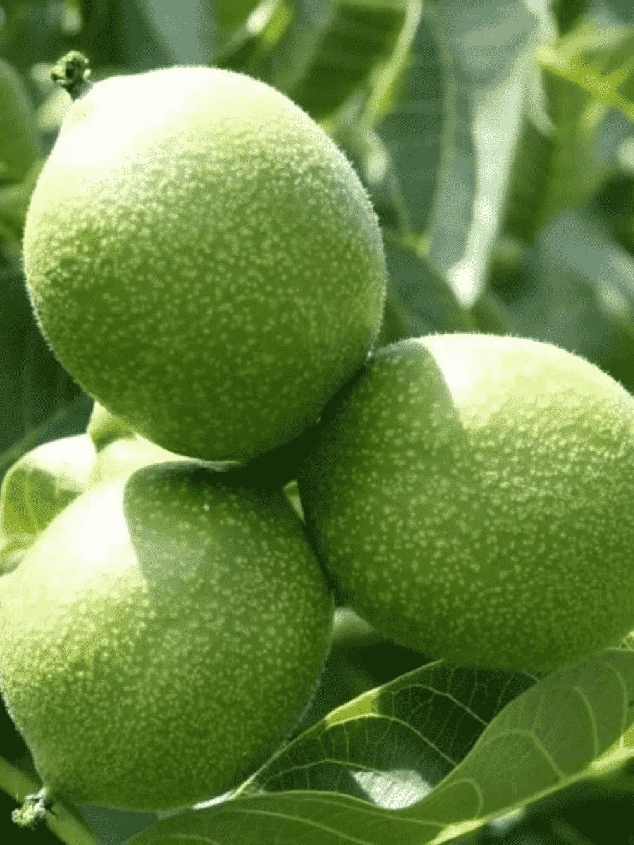 Грецкий орех Минский