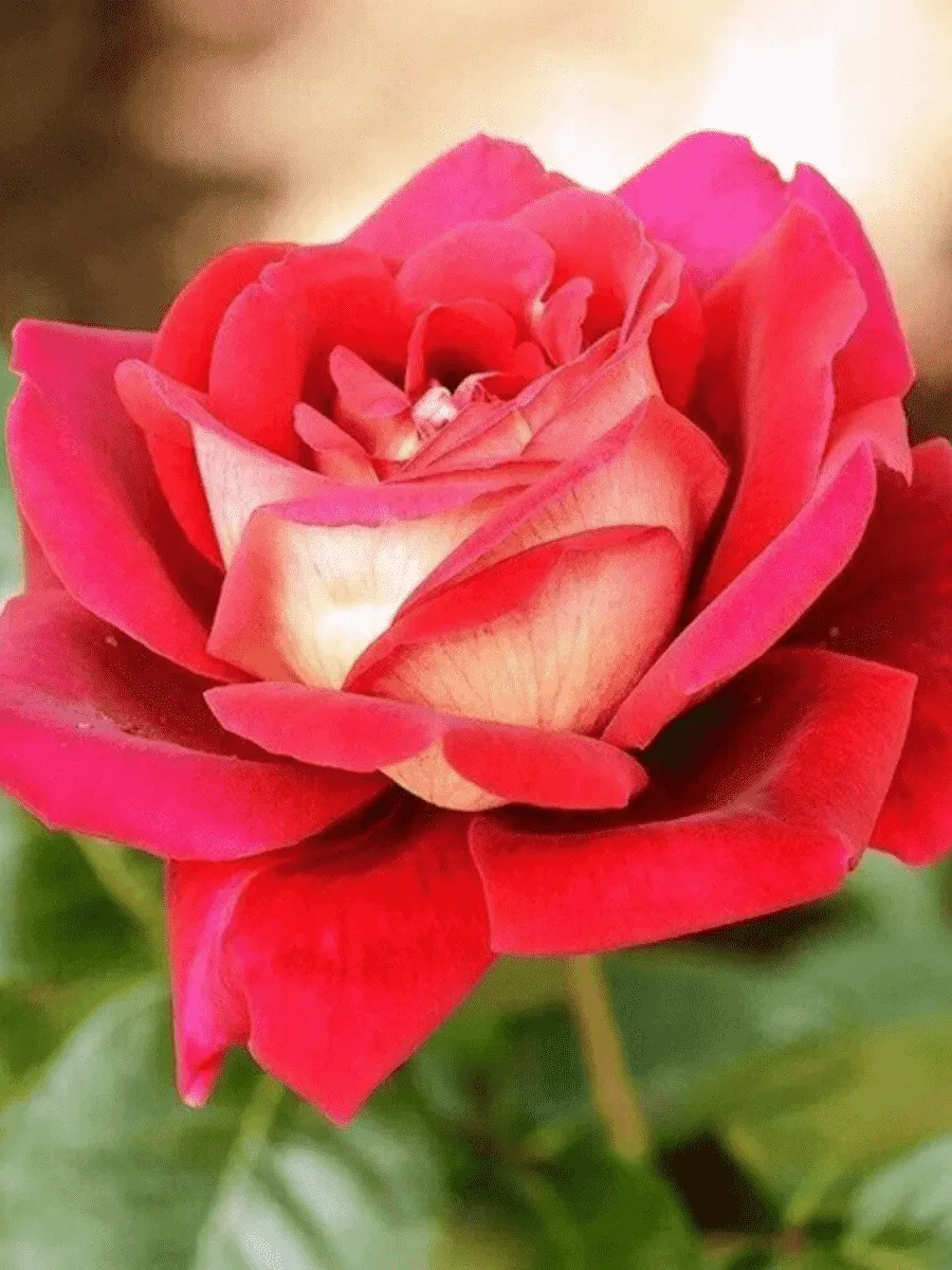 Роза чайно-гибридная Kronenbourg