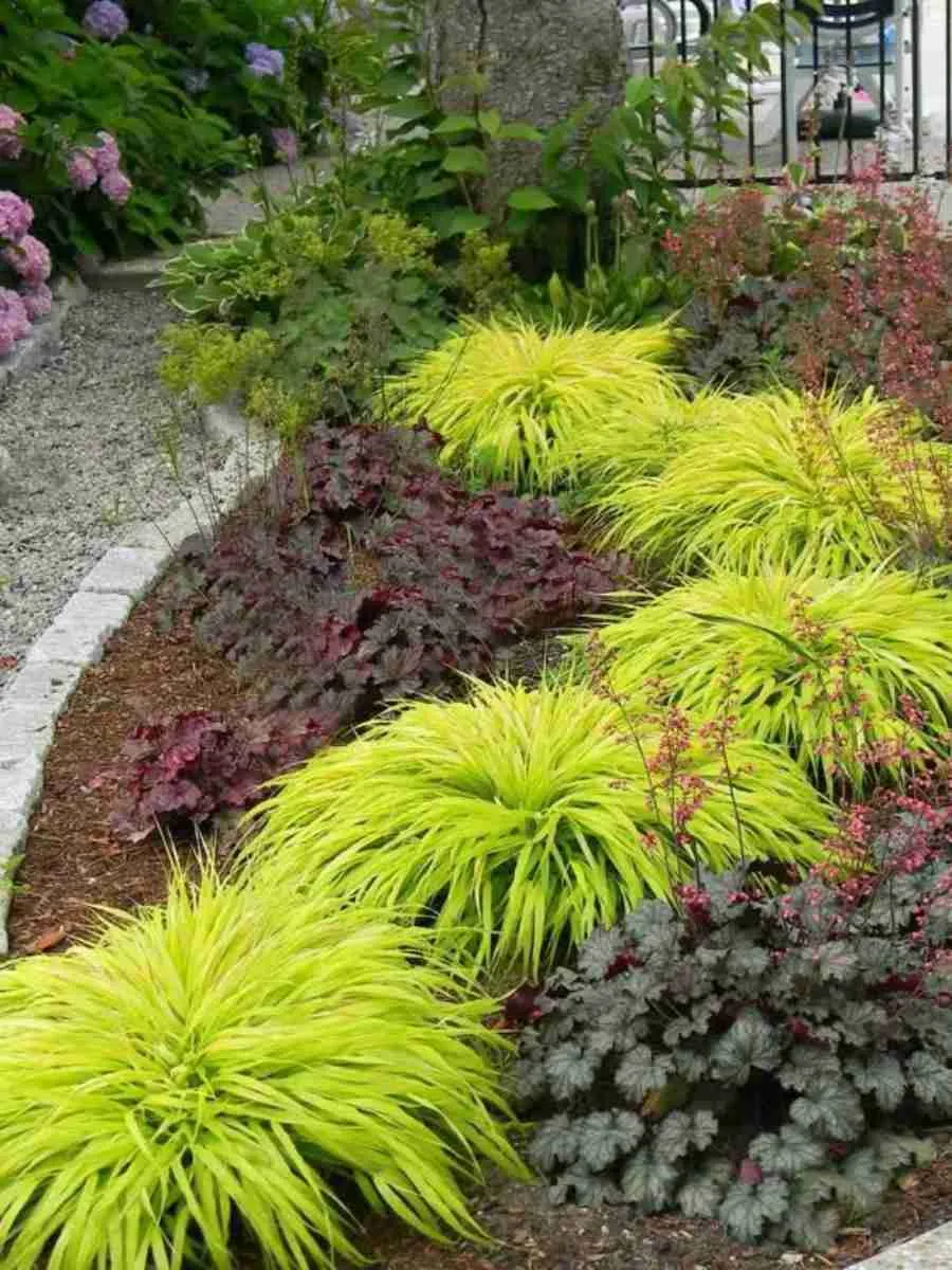 Хаконехлоа большая All Gold