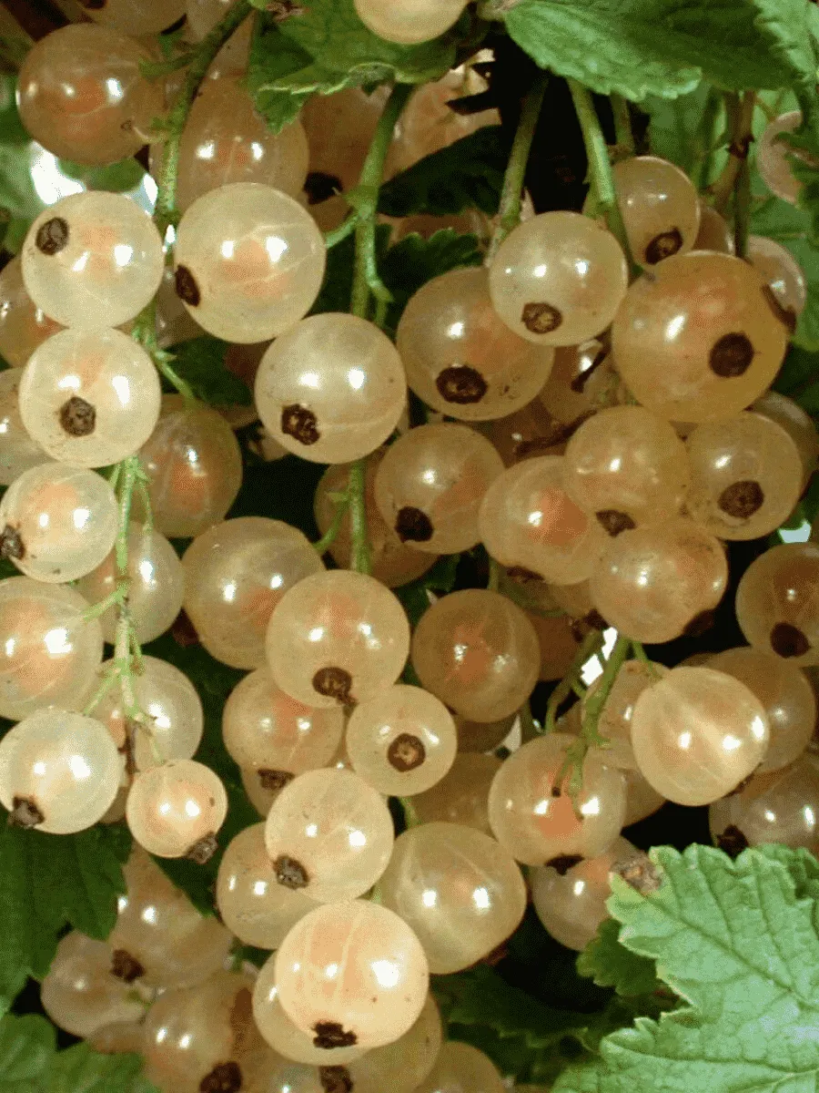 Смородина красная Белая сладость