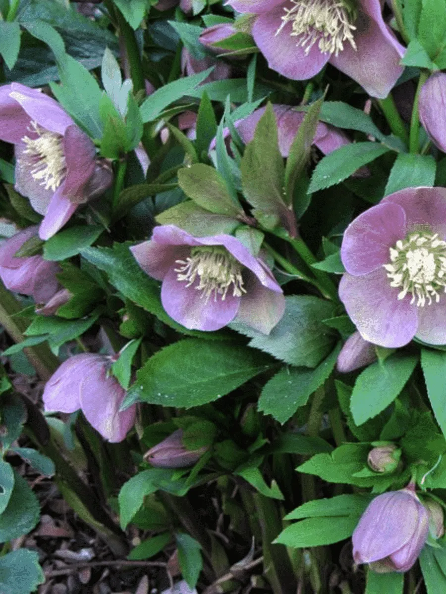 Морозник восточный Pink Lady