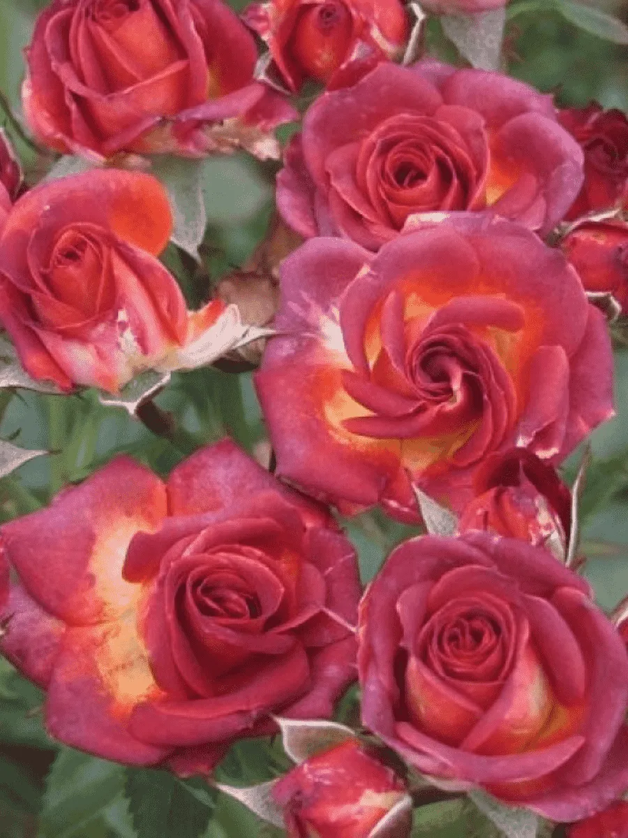 Роза спрей Brown Sugar