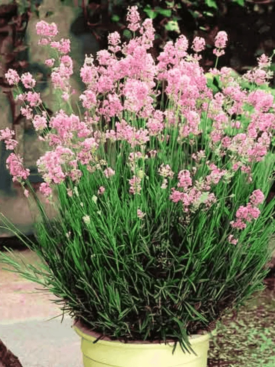 Лаванда узколистная  Rosea