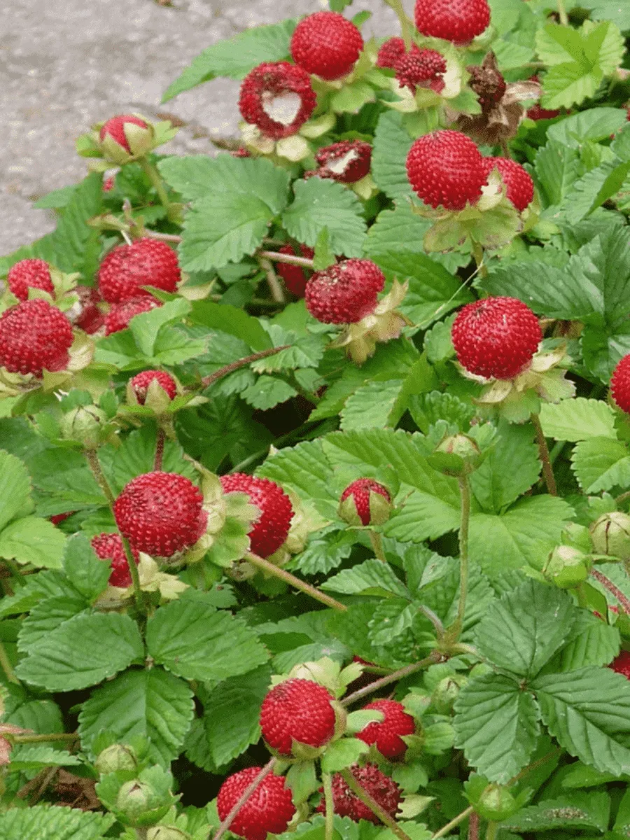 Дюшенея индийская