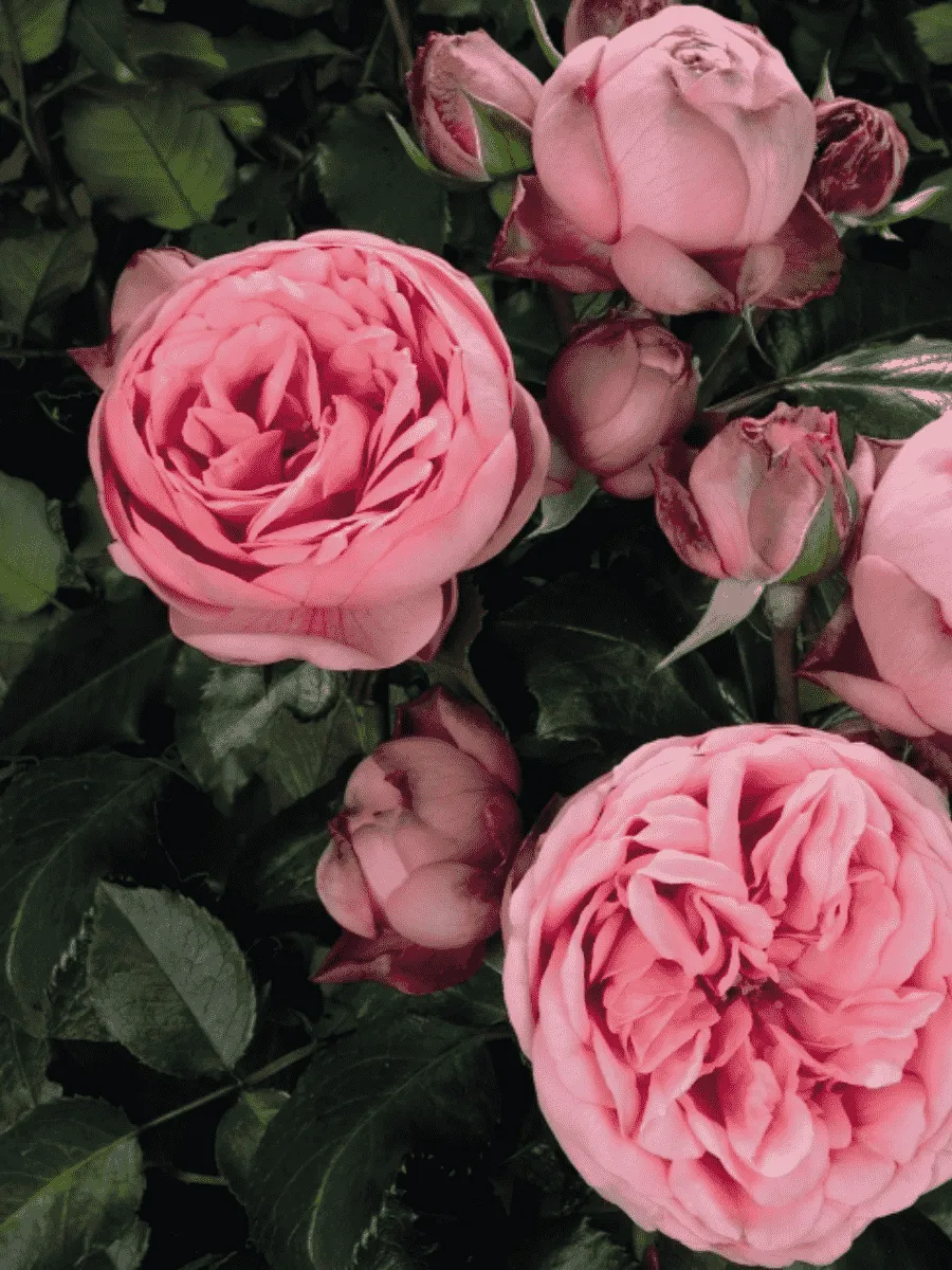 Роза чайно-гибридная Happy Piano