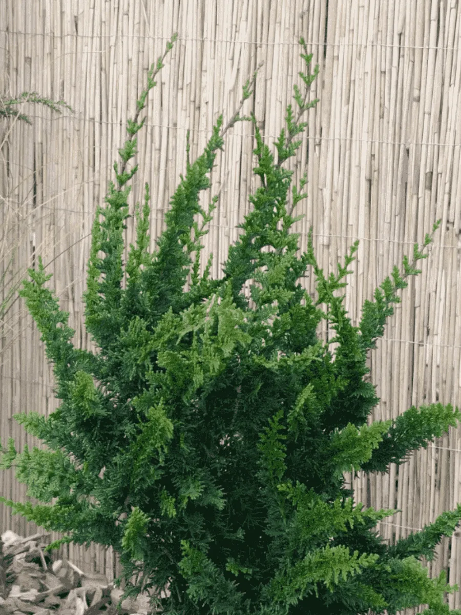 Кипарисовик горохоплодный Teddy Bear