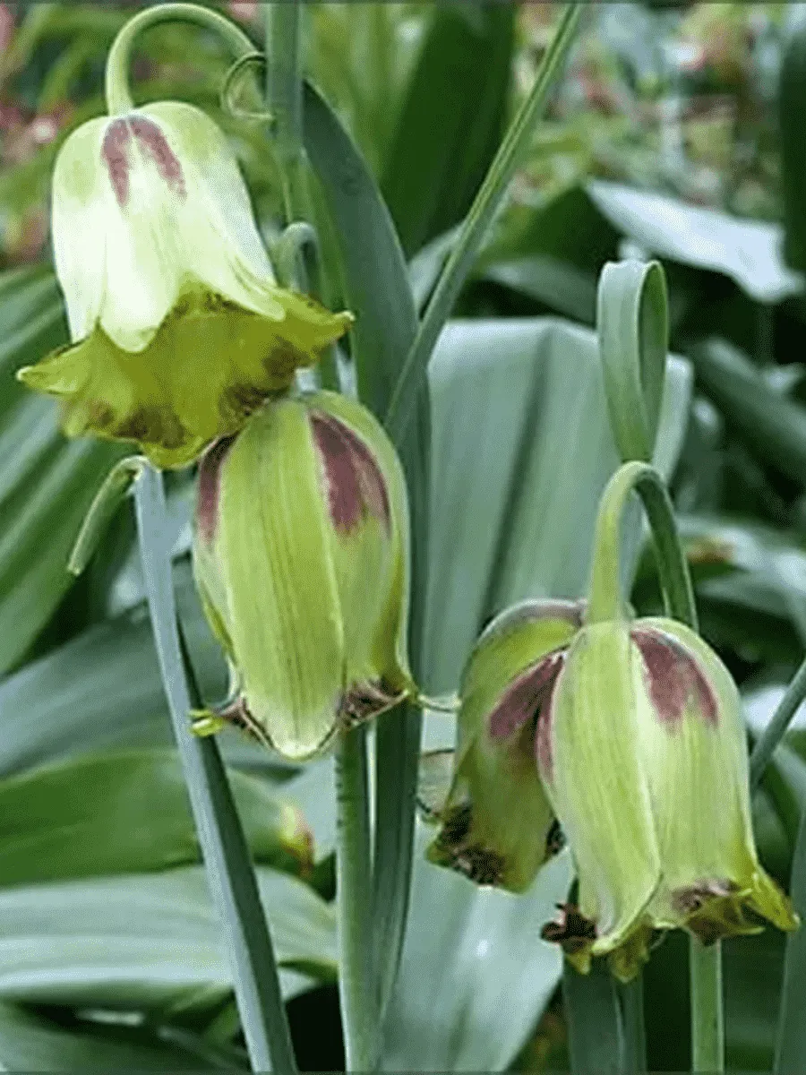 Рябчик императорский Acmopetala